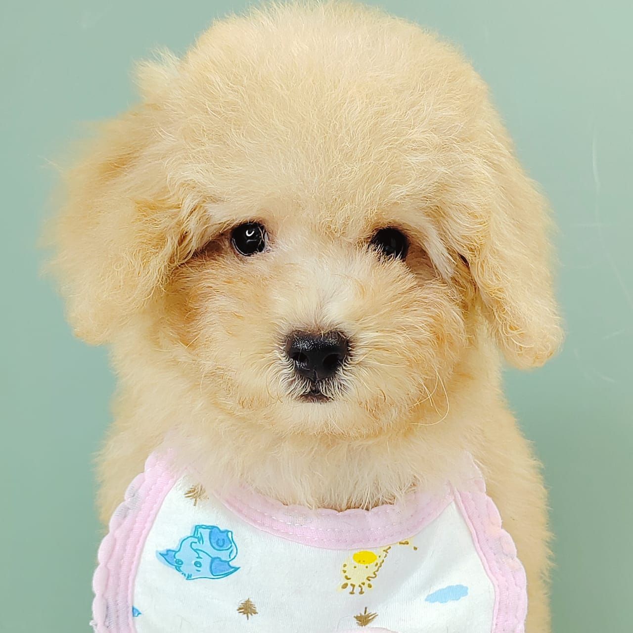 Poodle 娉拌开璐靛