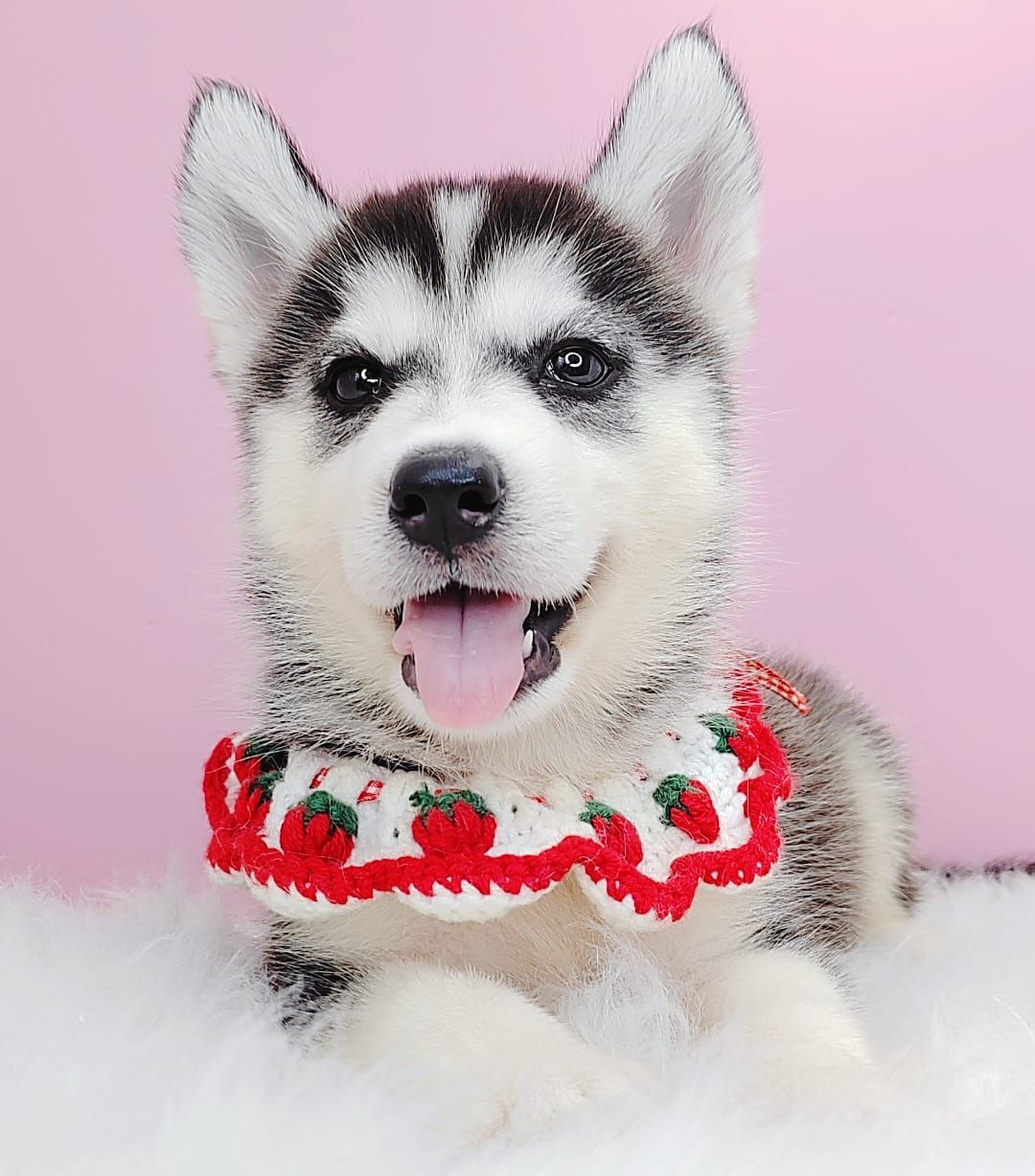 Siberian Husky 西伯利亚哈士奇