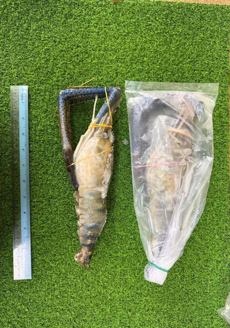 Scampi U5 Prawn