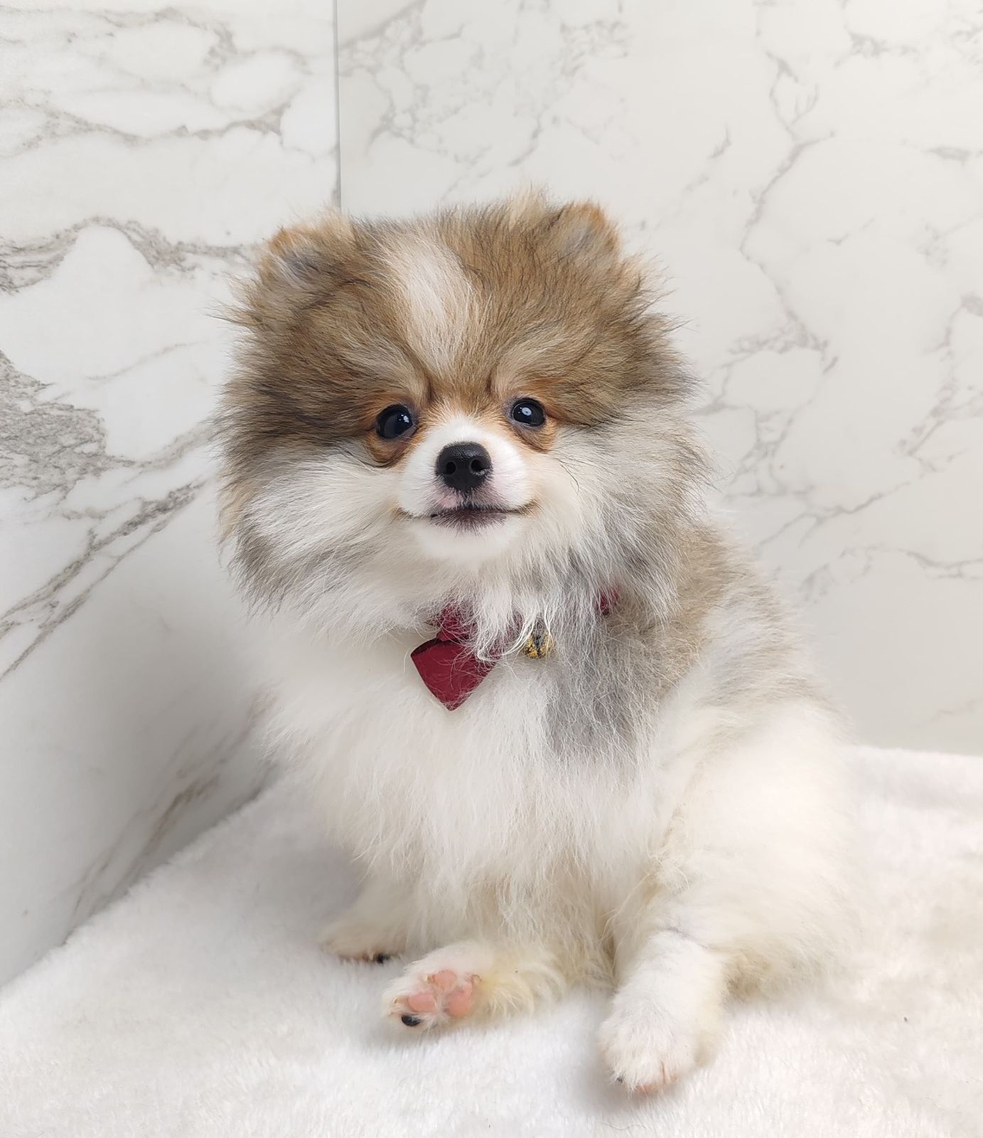 Pomeranian 博美