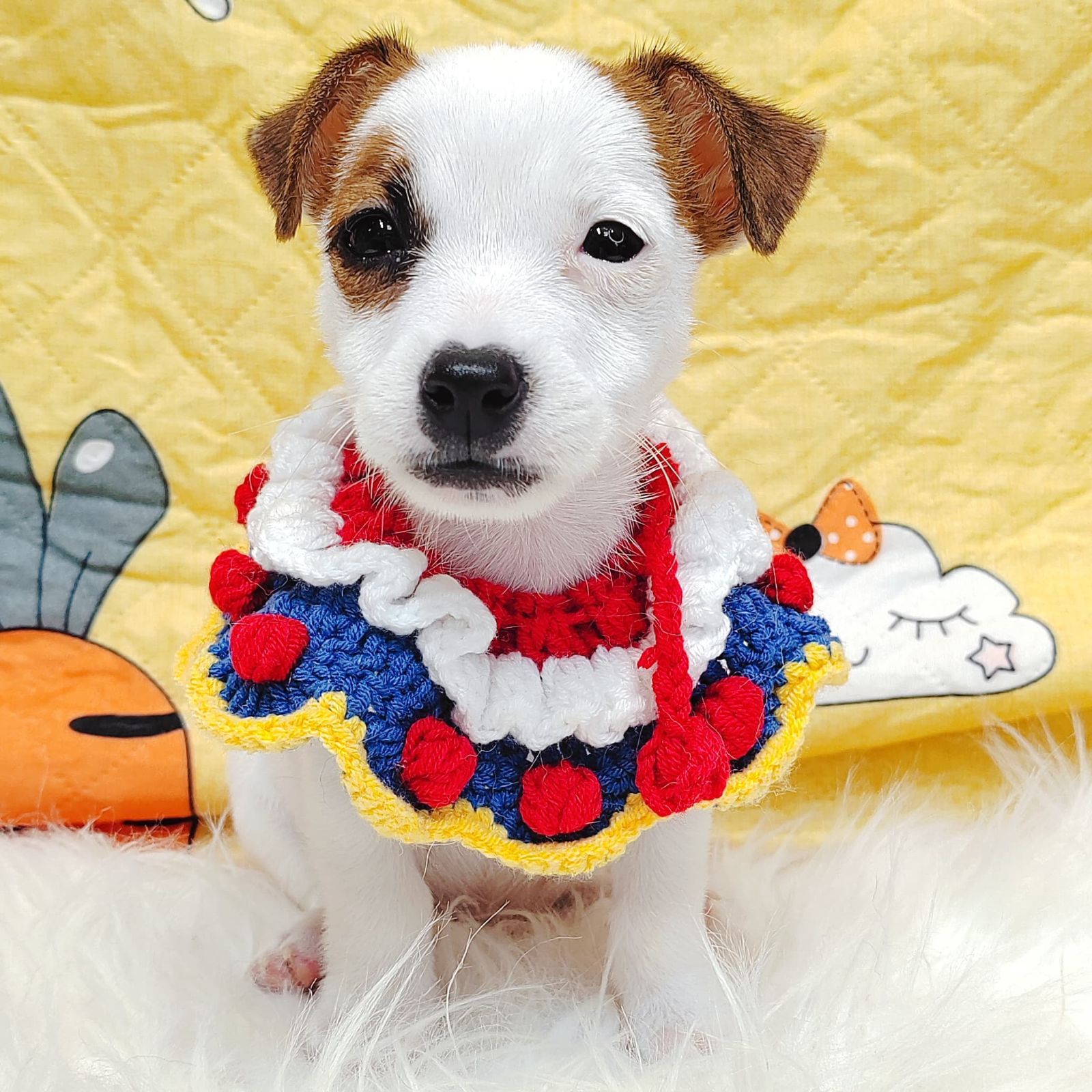 Jack Russell Terrier 杰克罗素梗