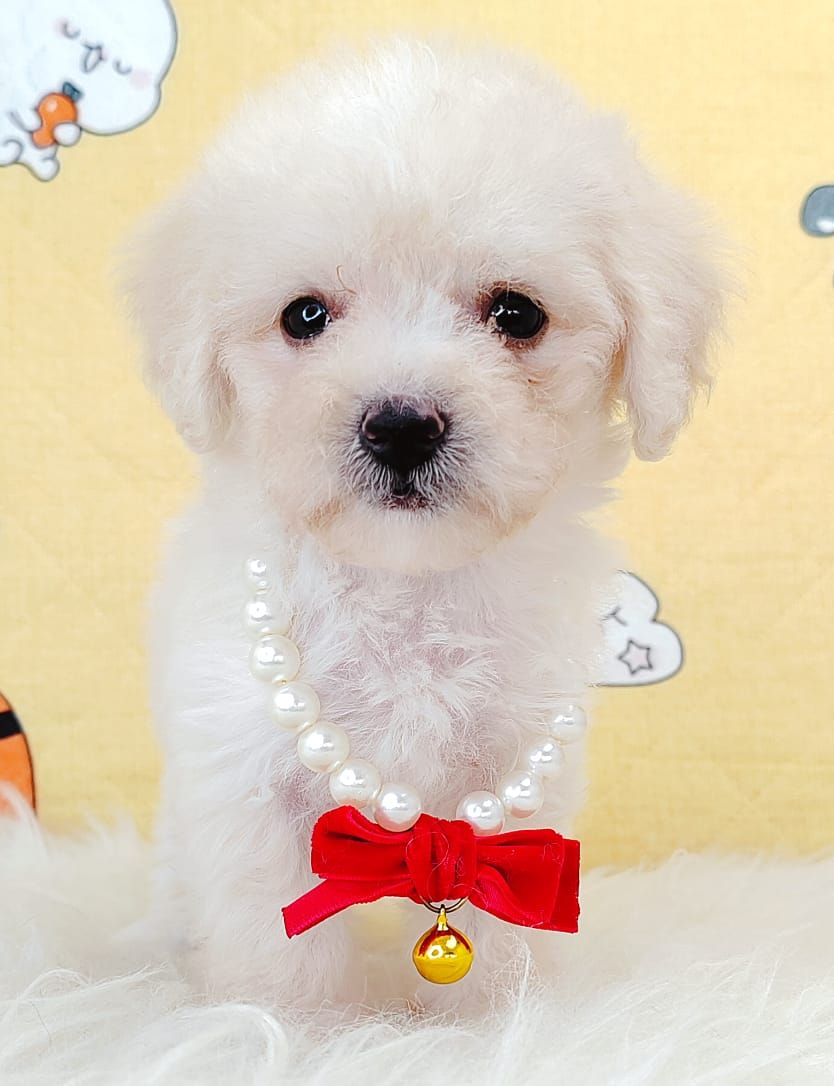 Poodle 璐靛娉拌开