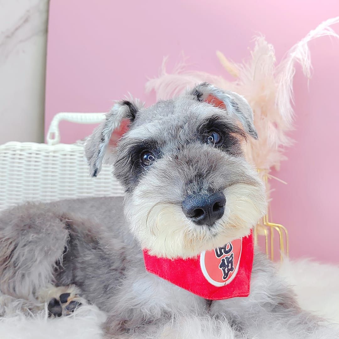 Schnauzer 雪纳瑞