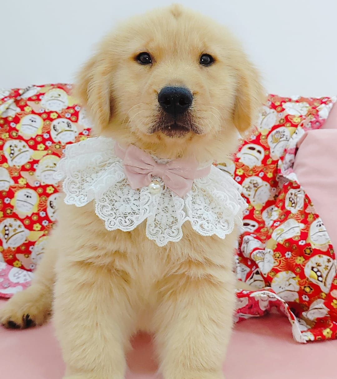 Golden Retriever 黄金猎犬