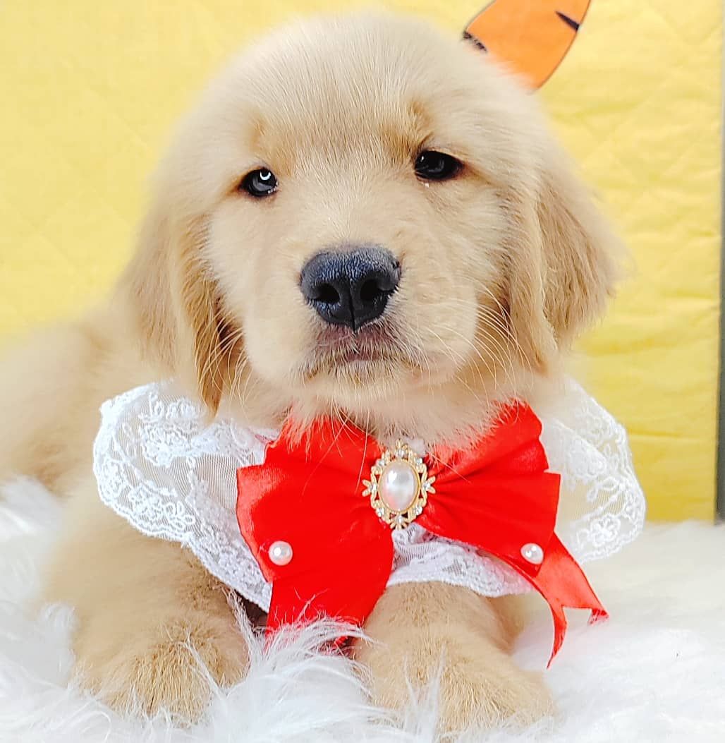 Golden Retriever 黄金猎犬
