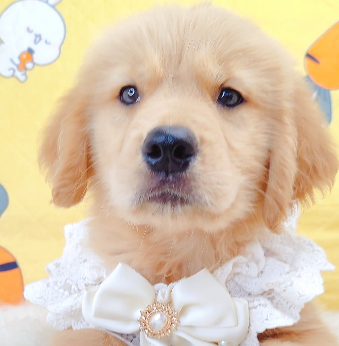 Golden Retriever 黄金猎犬