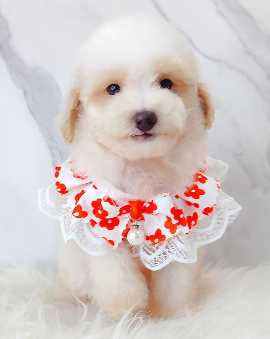 Poodle 娉拌开璐靛