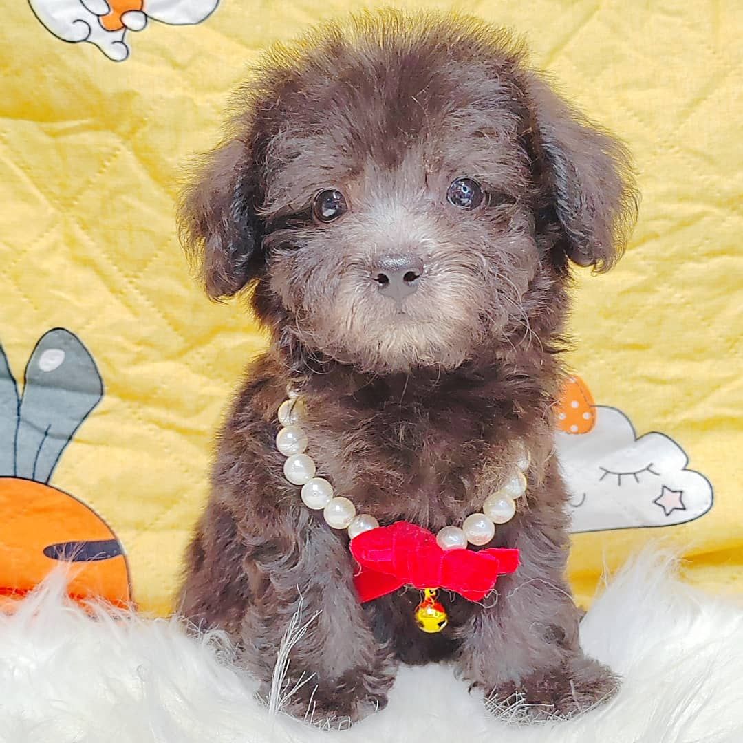 Poodle 娉拌开璐靛
