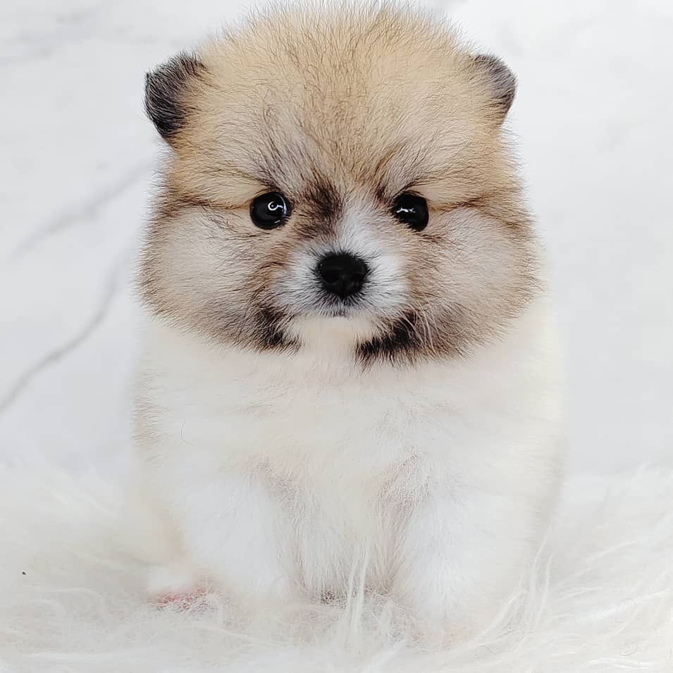 Pomeranian 博美