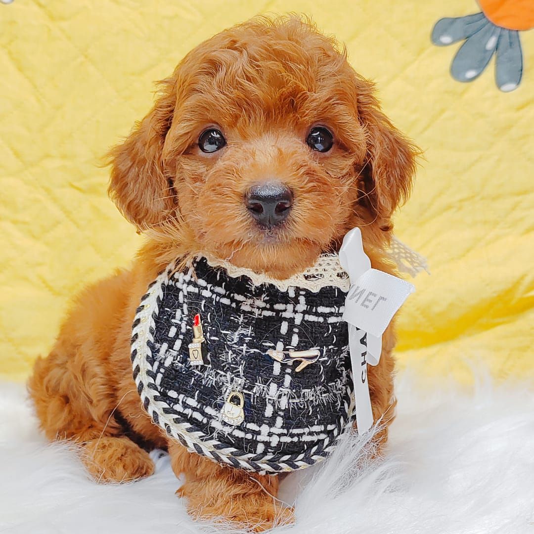 Poodle 娉拌开璐靛