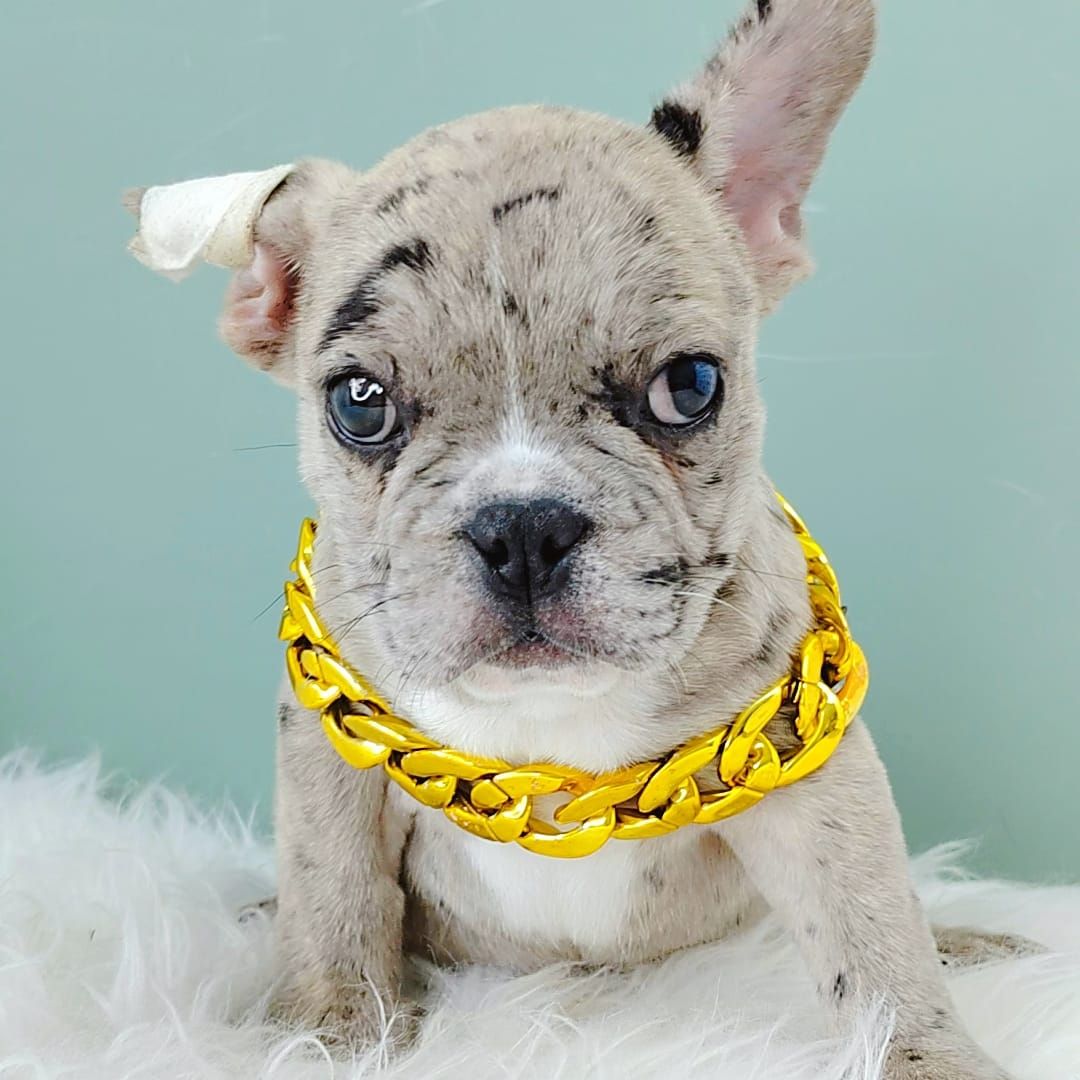 French Bulldog 法斗
