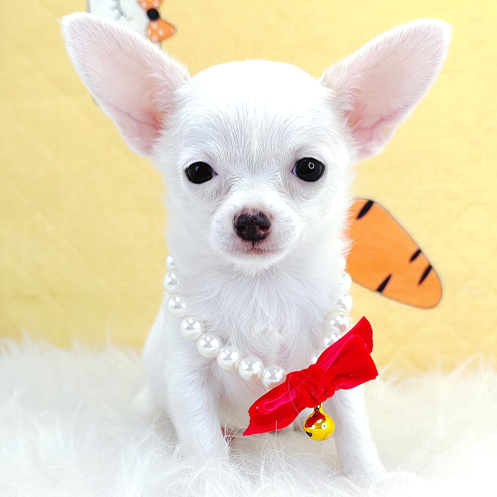 Chihuahua 吉娃娃