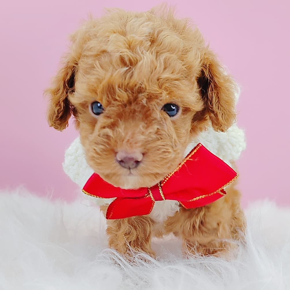 Poodle 娉拌开璐靛