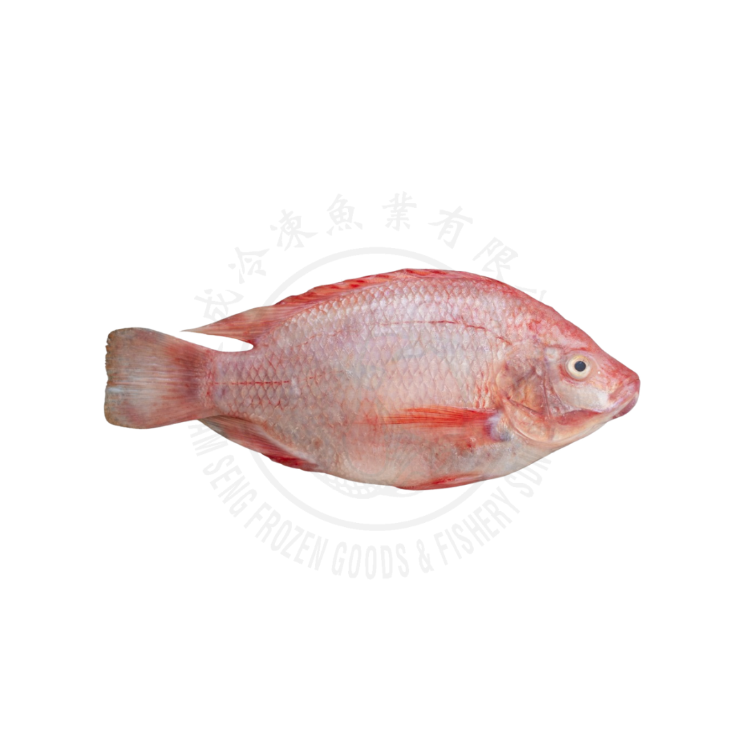 Tilapia Wholeround