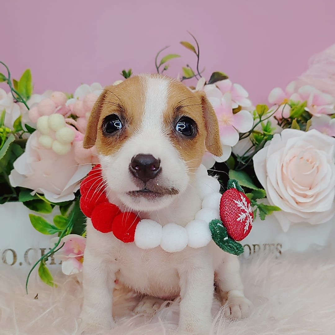 Jack Russell Terrier 杰克罗素梗