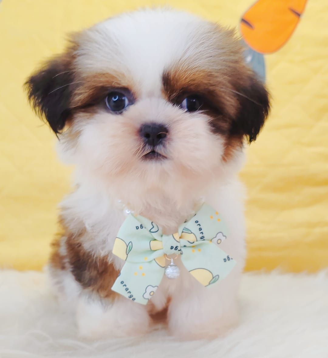 Shih Tzu 西施