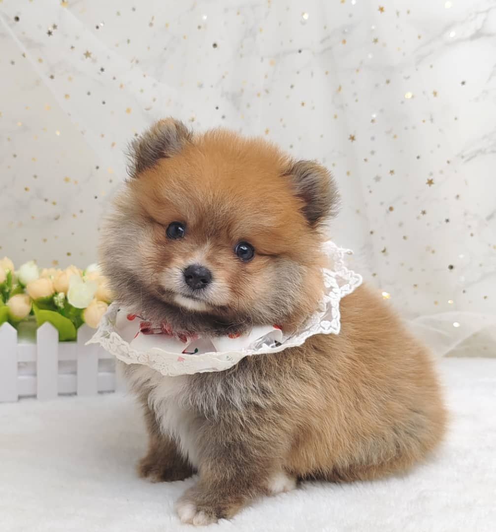 Pomeranian 博美