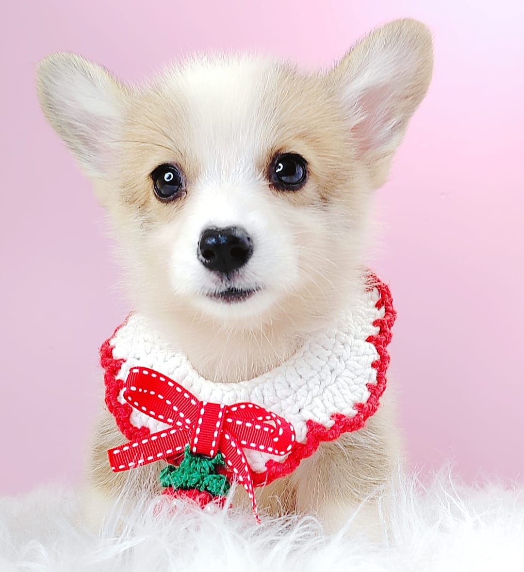Welsh Corgi 柯基
