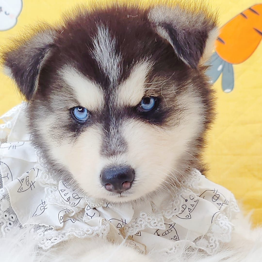 Wooly Husky 哈士奇