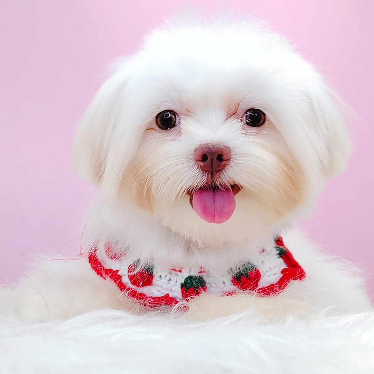 Maltese 马尔济斯