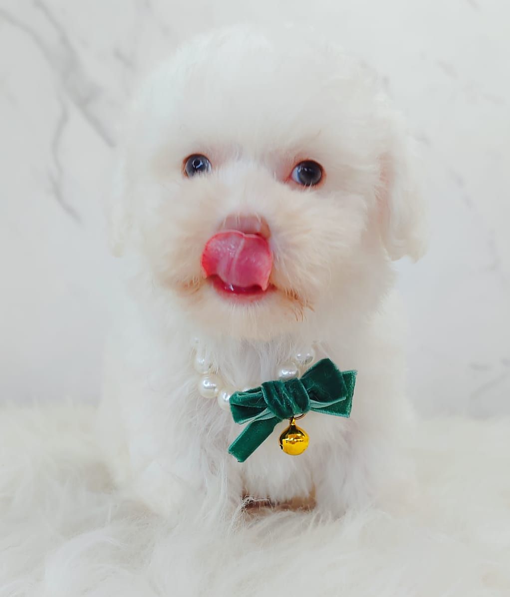 Bichonpoo 泰迪熊