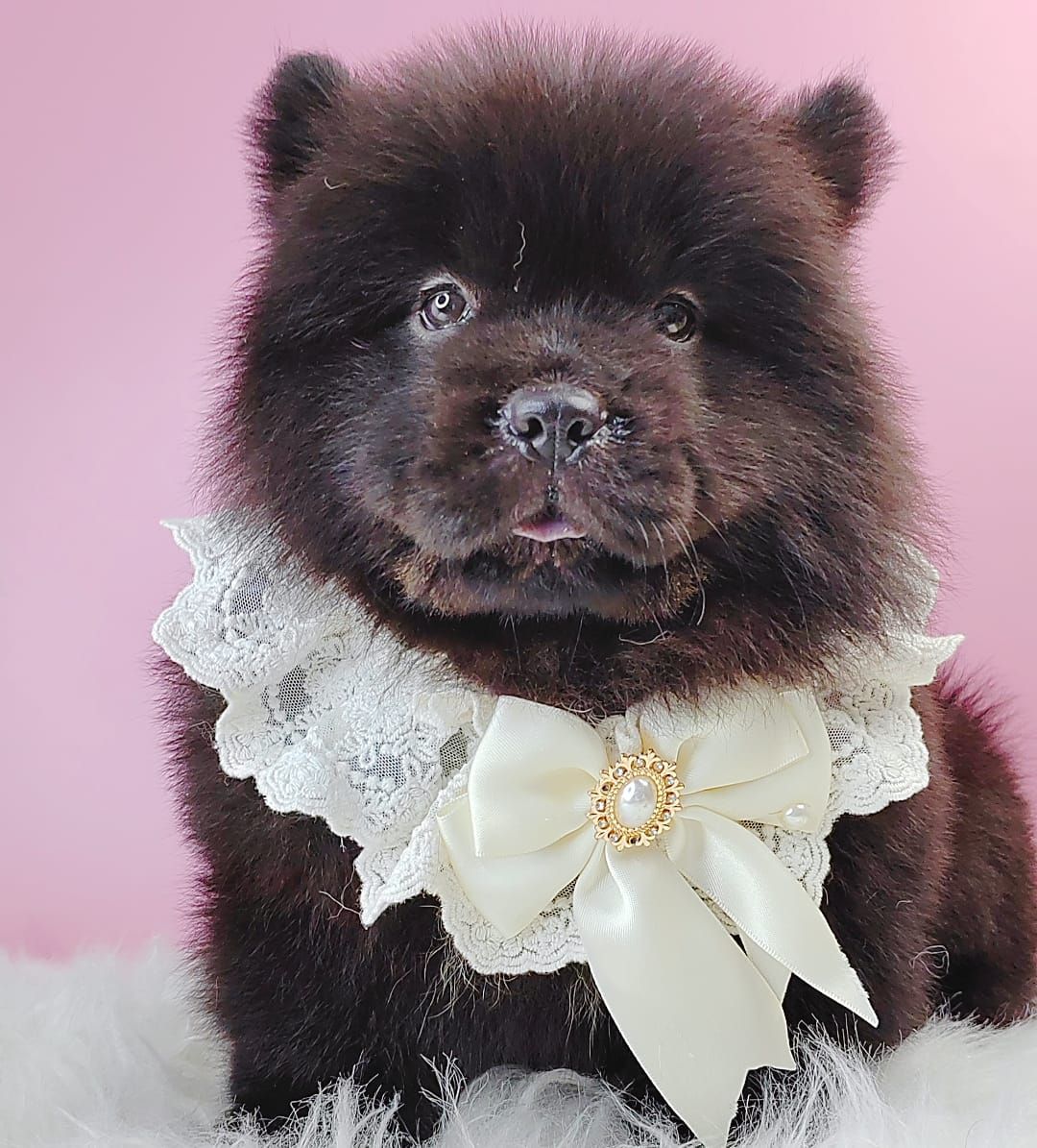 Chow Chow 松狮犬