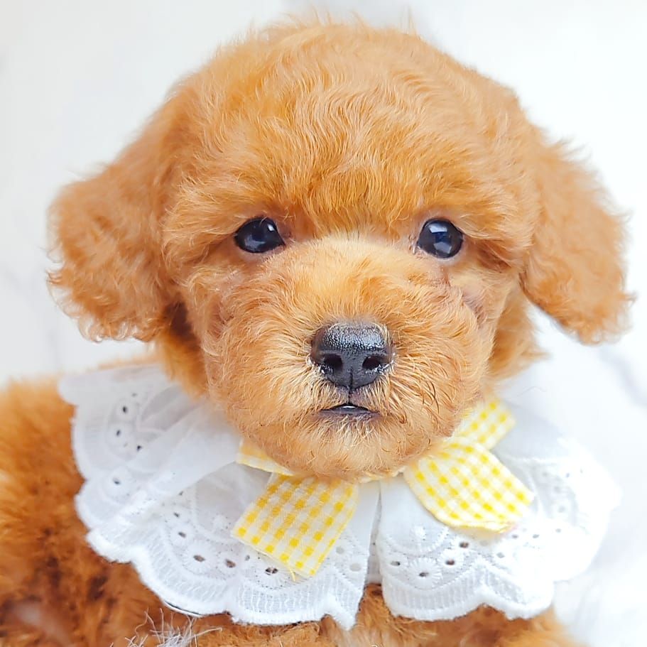 Poodle 娉拌开璐靛