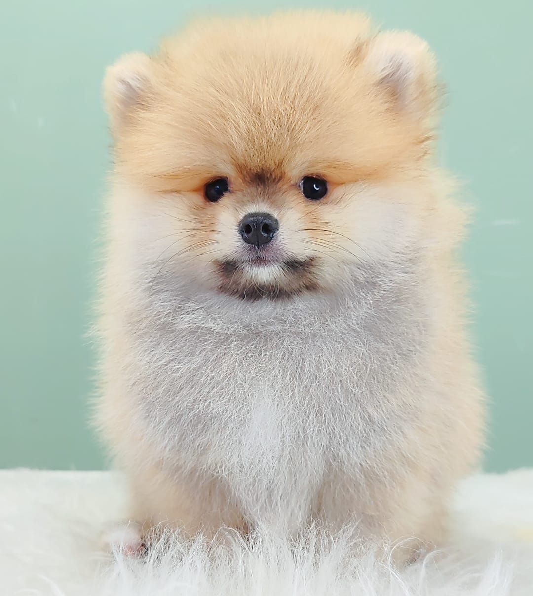 Pomeranian 博美