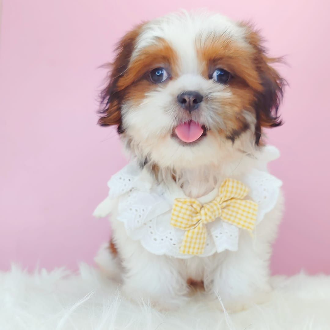 Shih Tzu 西施