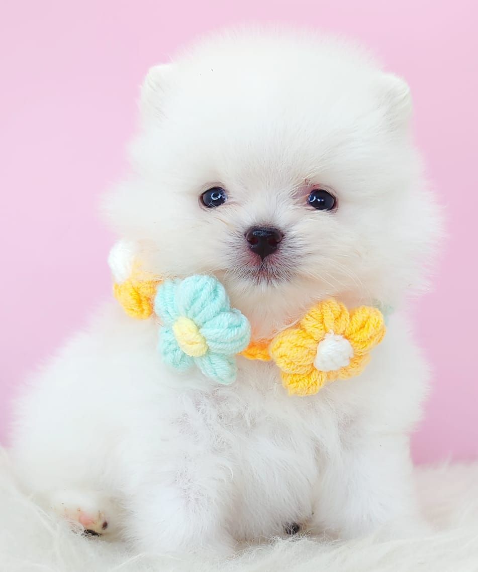 Pomeranian 博美