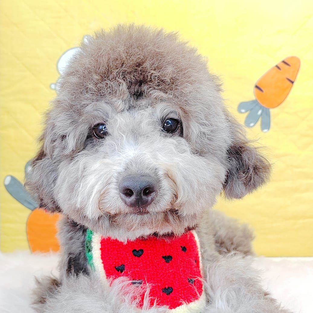 Poodle 娉拌开璐靛