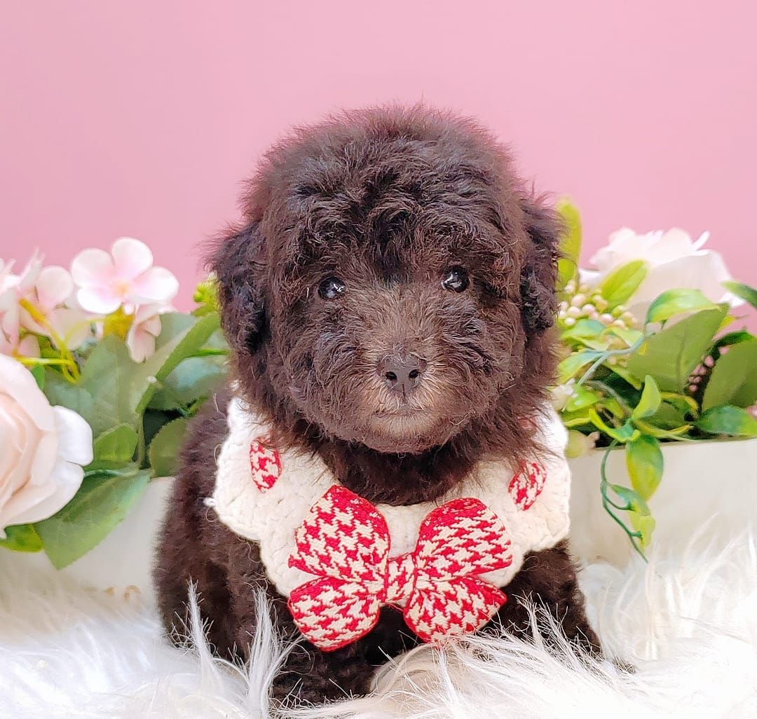 Poodle 娉拌开璐靛