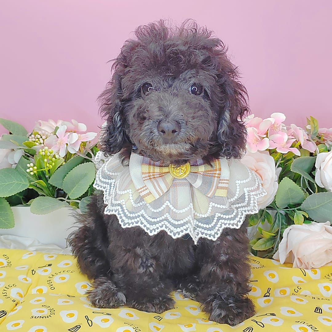 Poodle 娉拌开璐靛