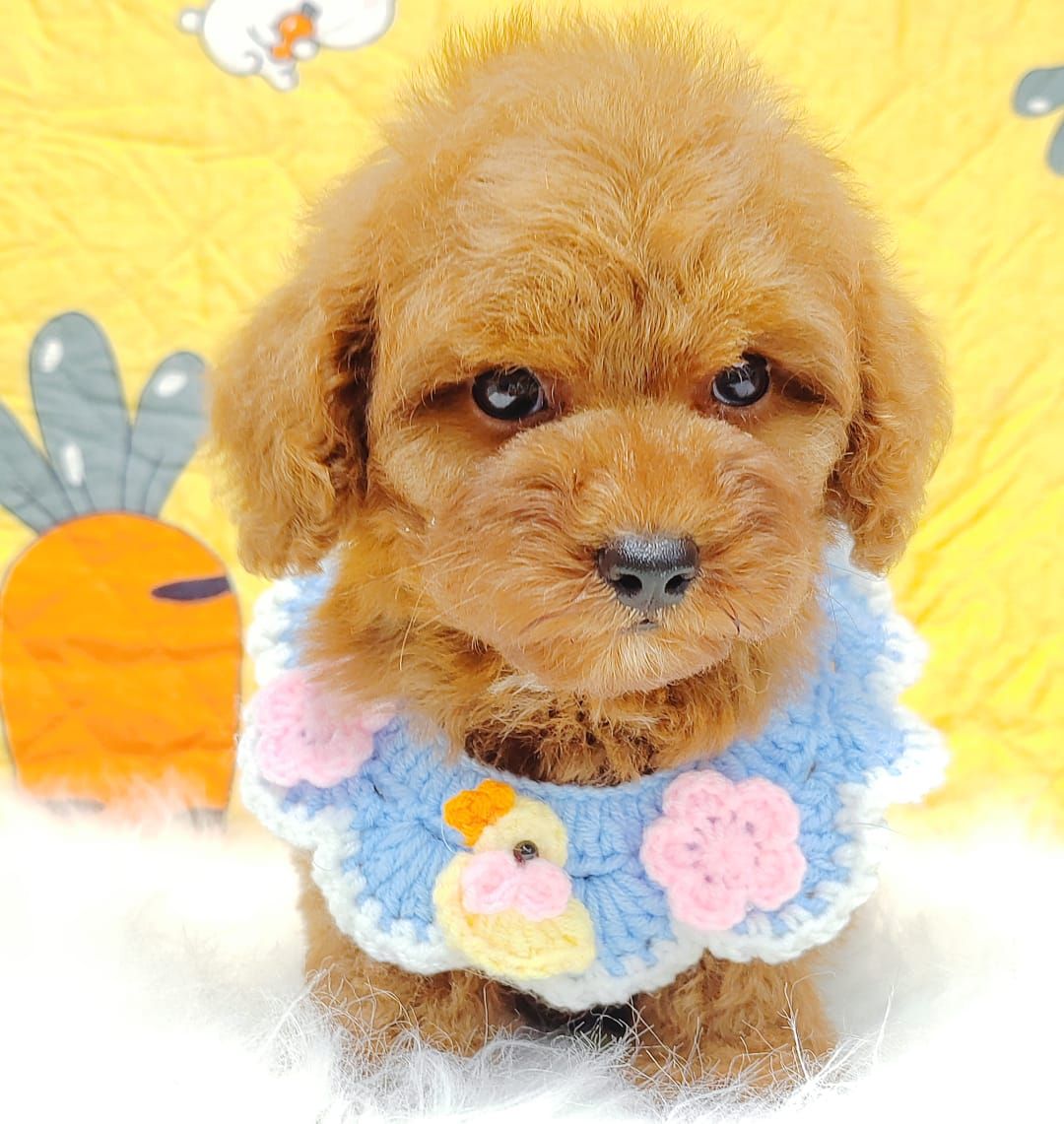 Poodle 娉拌开璐靛