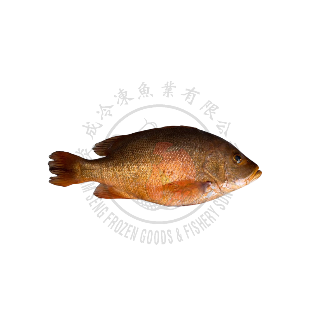 Wholeround Red Snapper