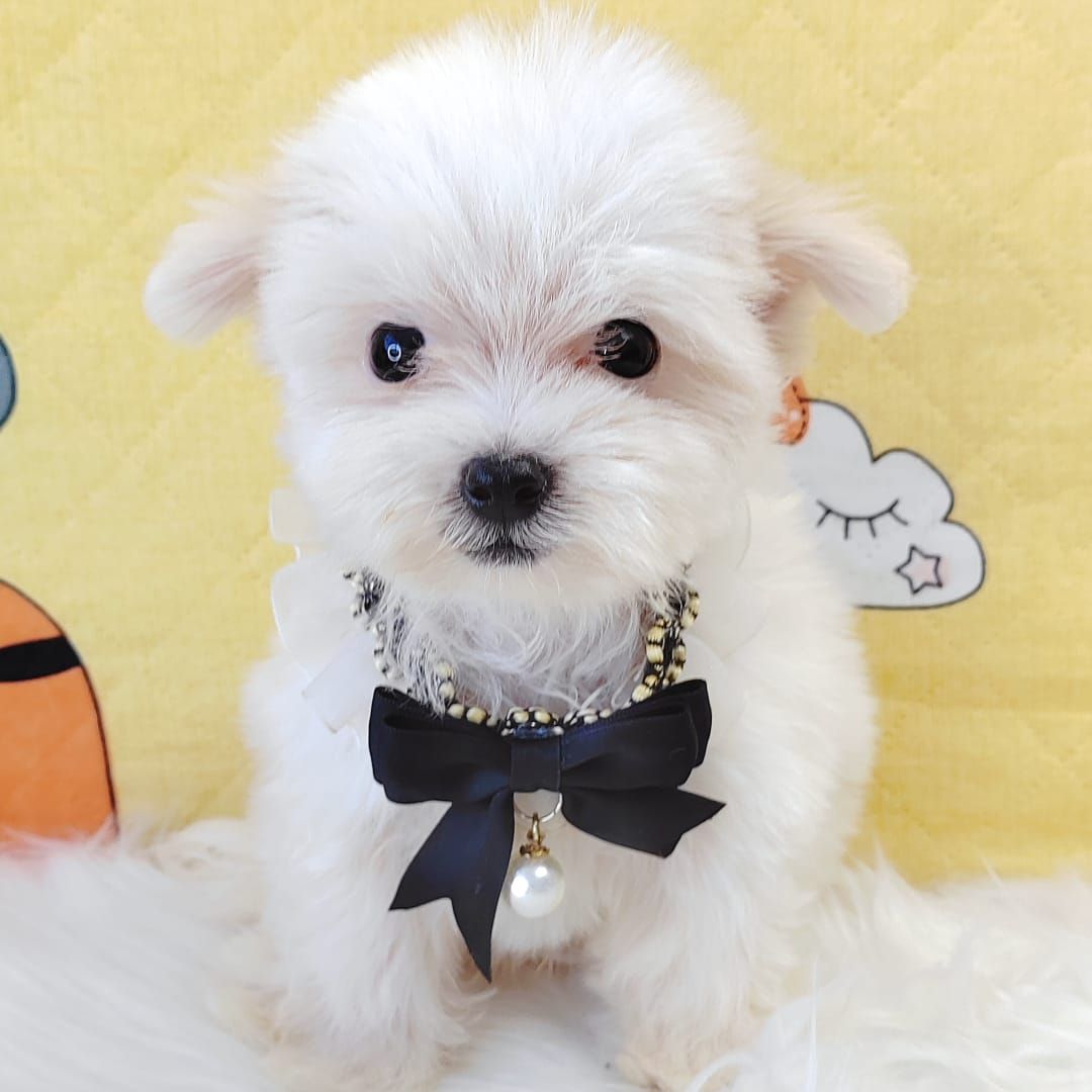 Maltipoo 马尔泰迪