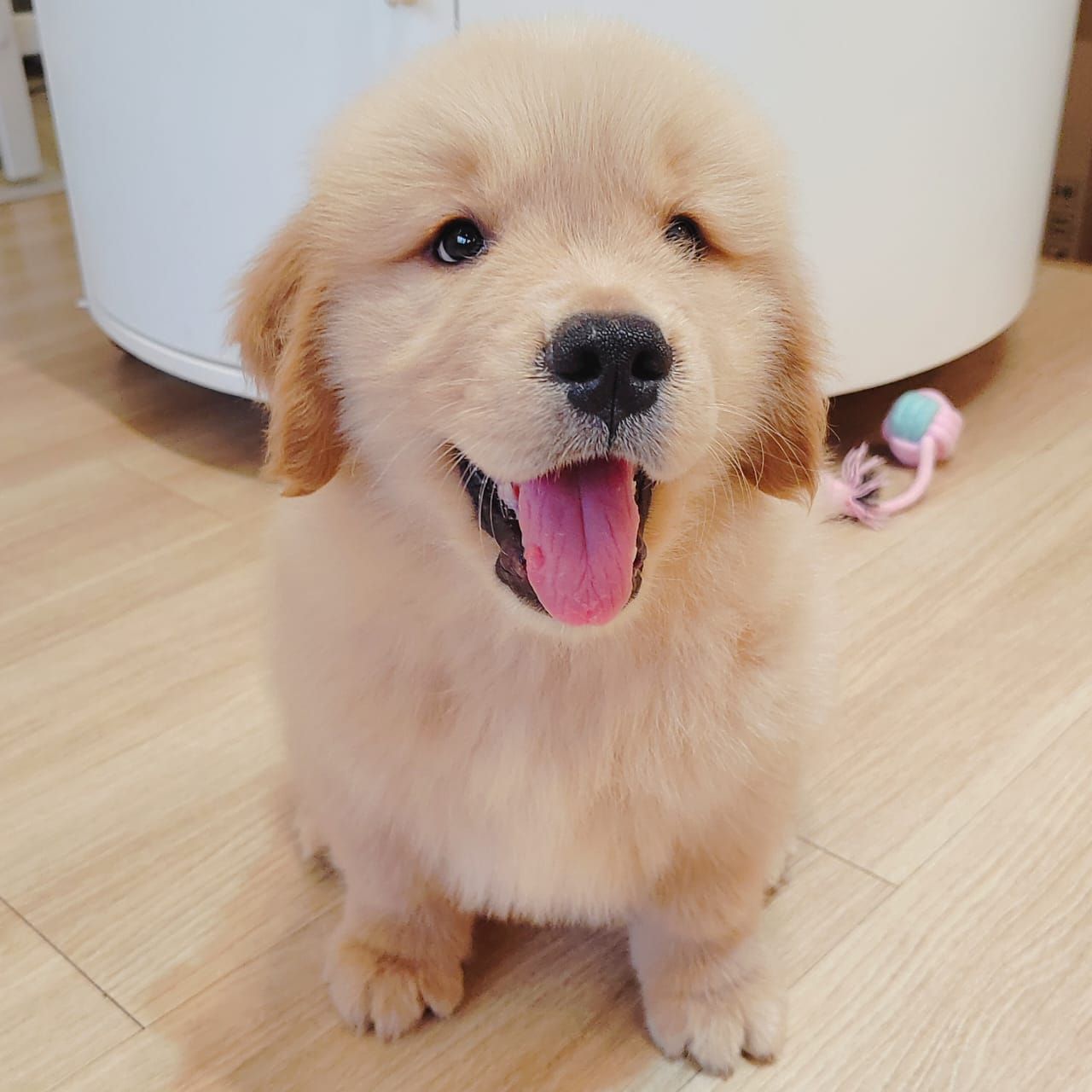 Golden Retriever 黄金猎犬
