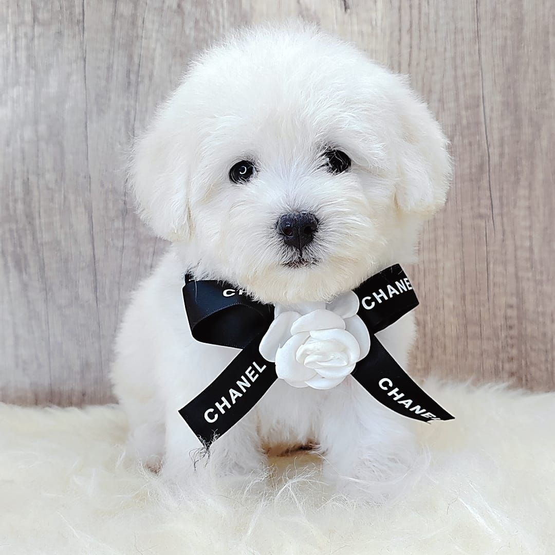 Poodle 娉拌开璐靛