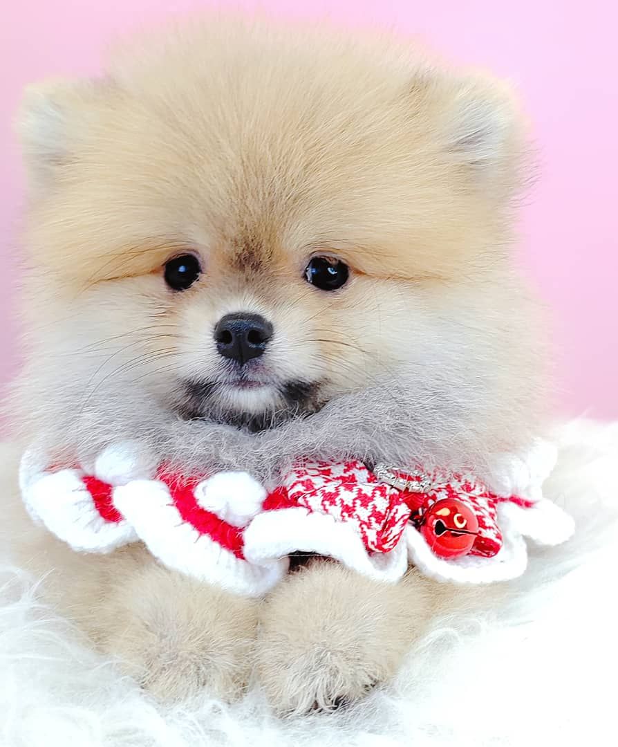 Pomeranian 博美