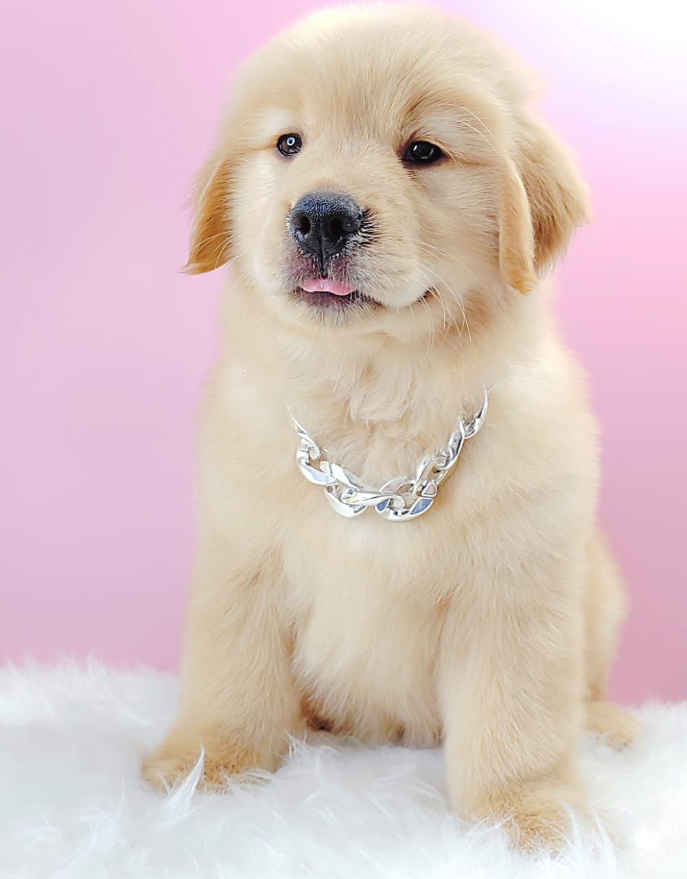 Golden Retriever 黄金猎犬