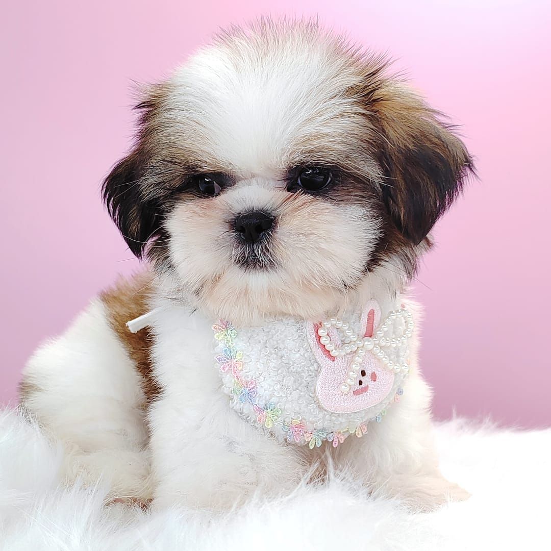Shih Tzu 西施