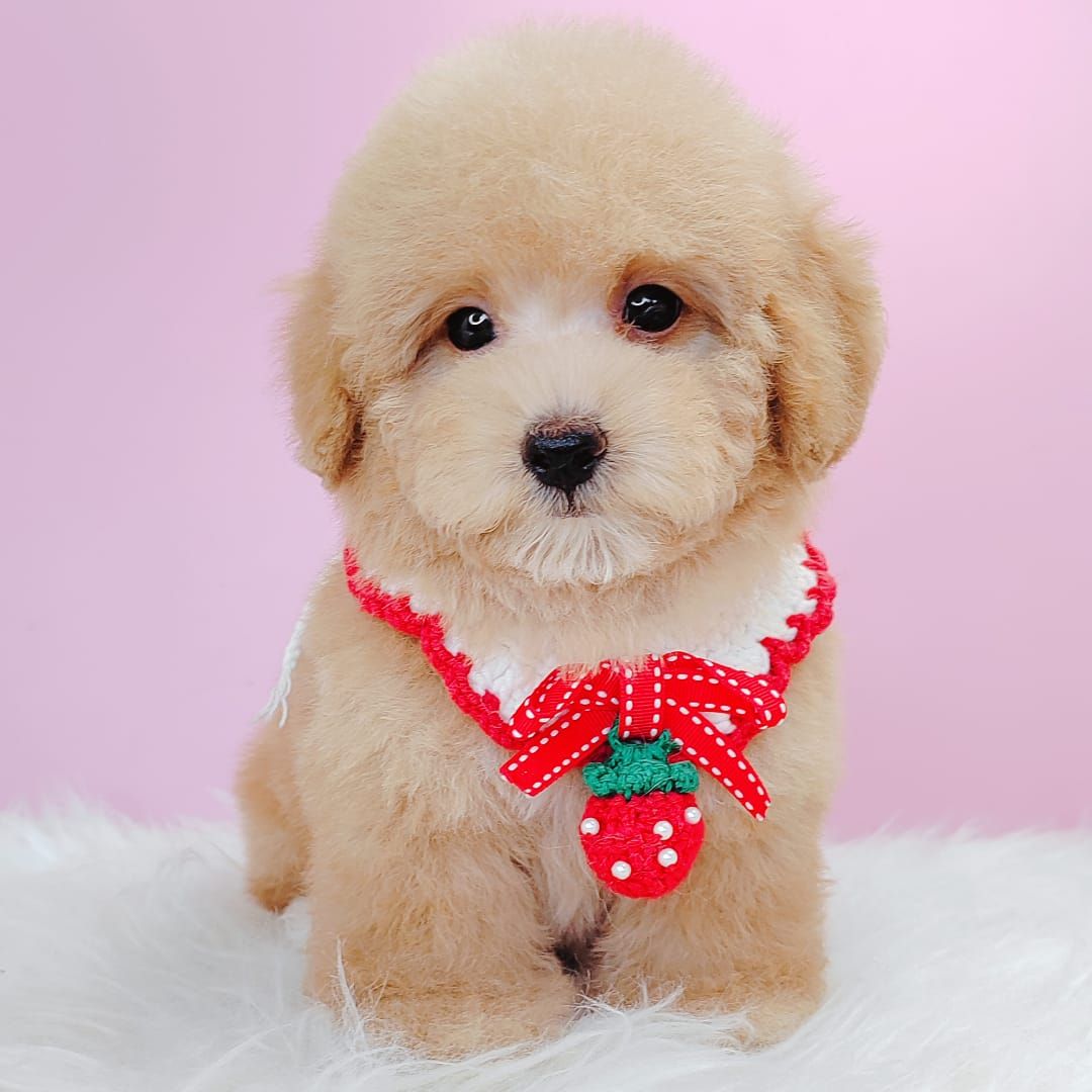 Poodle 娉拌开璐靛