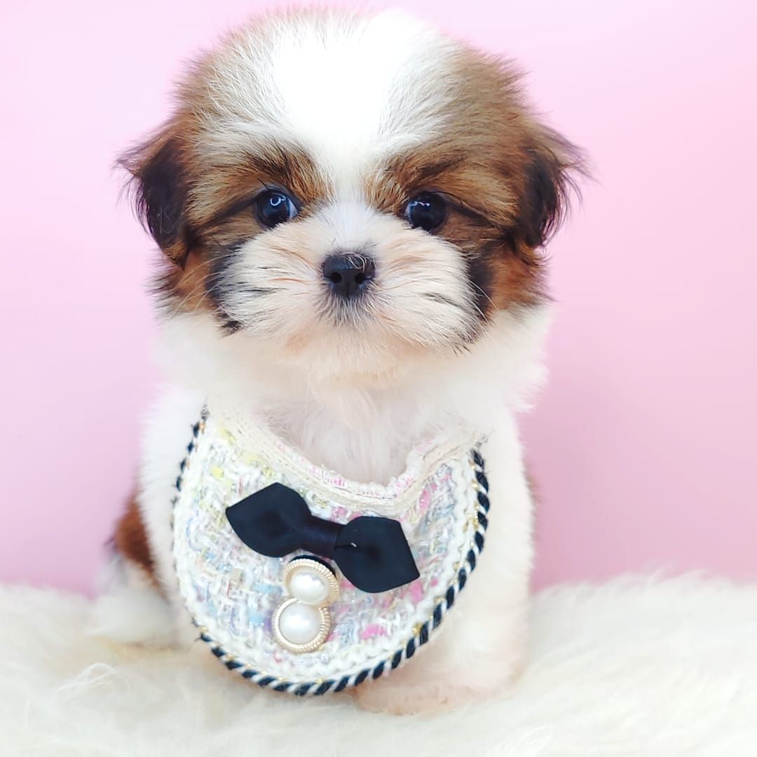 Shih Tzu 西施