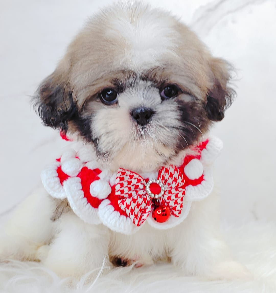 Shih Tzu 西施
