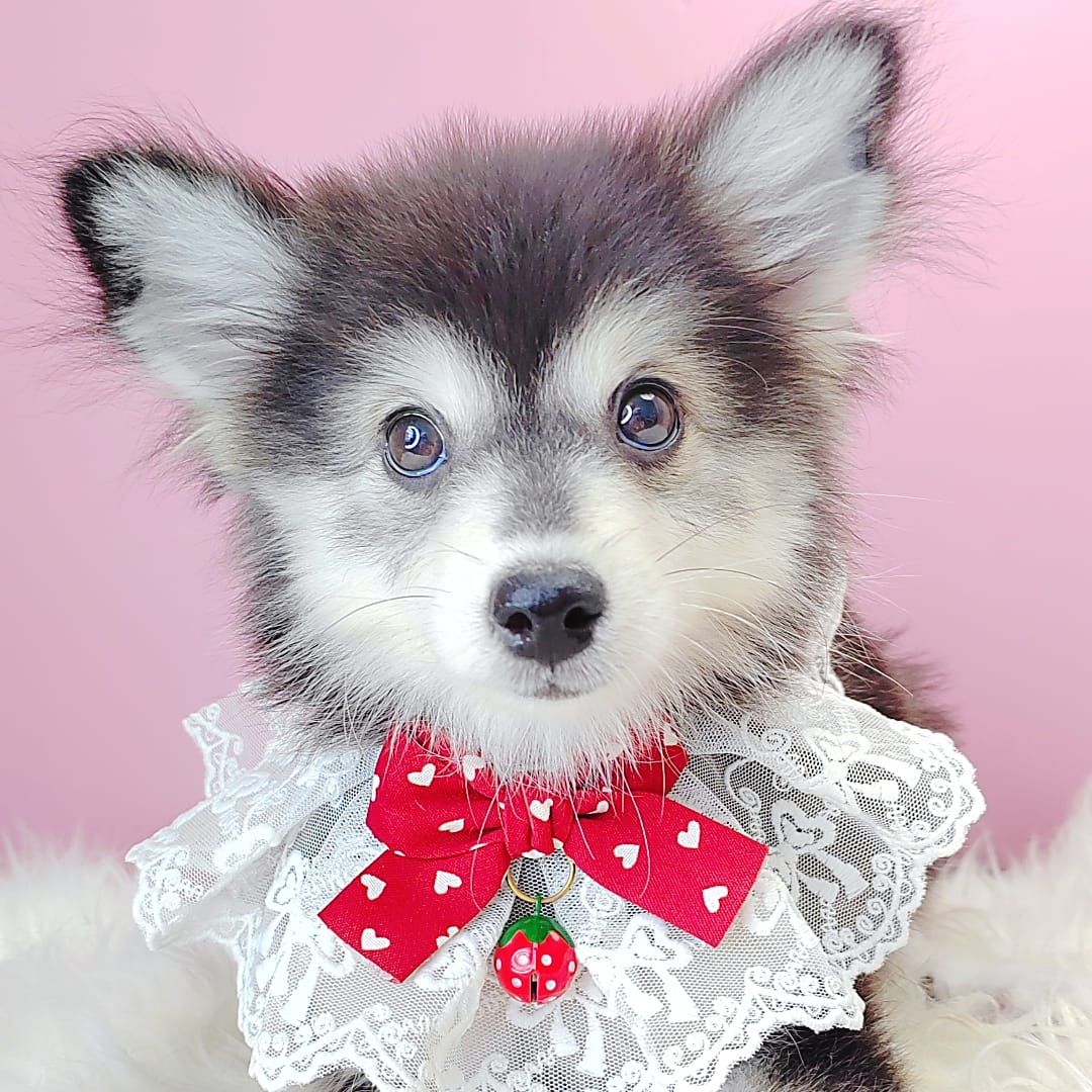 Pomsky 博士奇