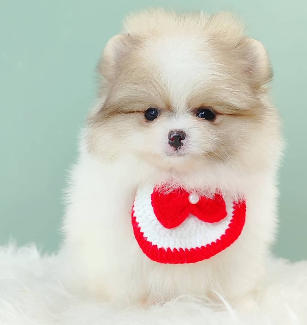 Pomeranian 博美