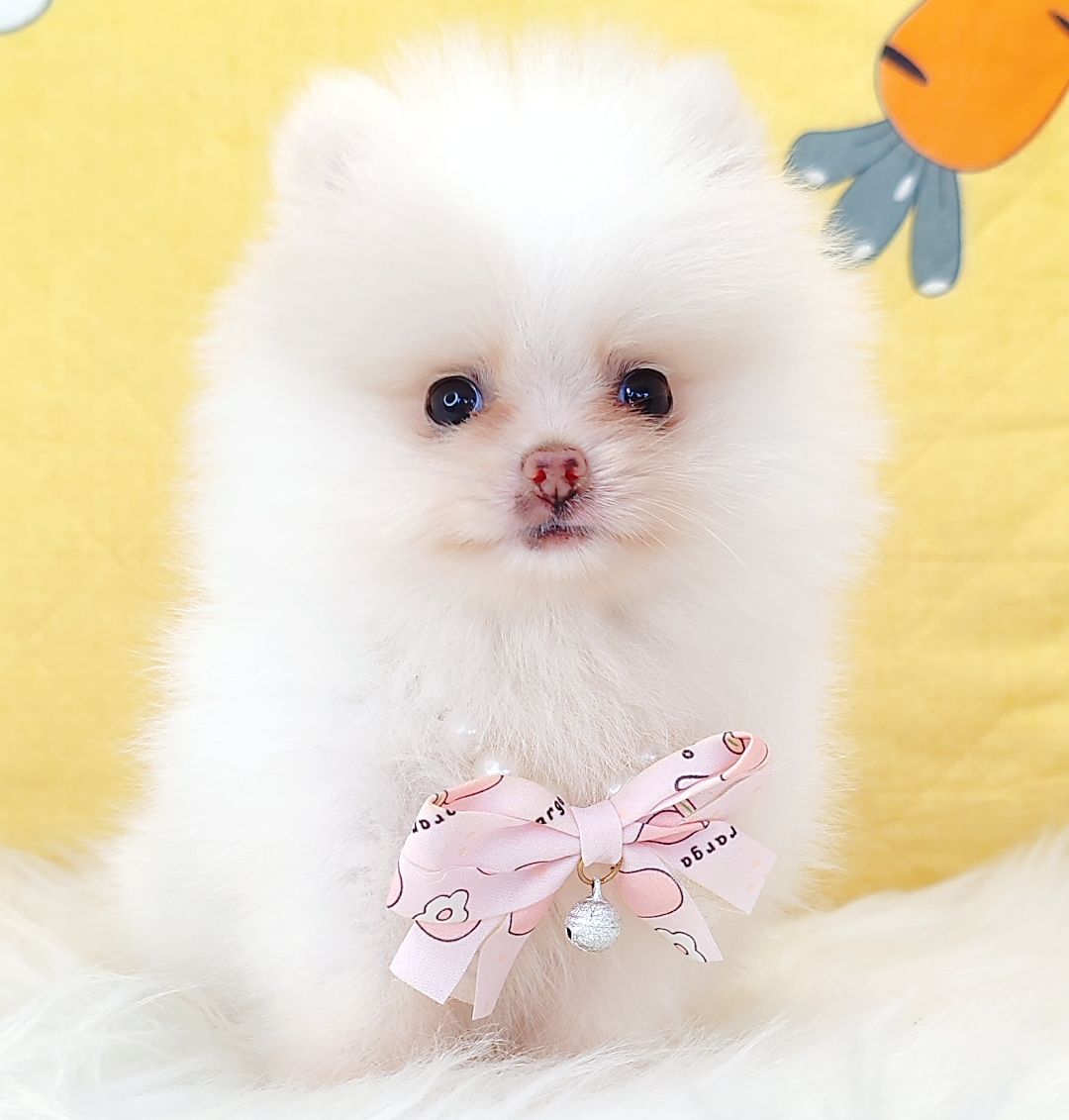 Pomeranian 博美