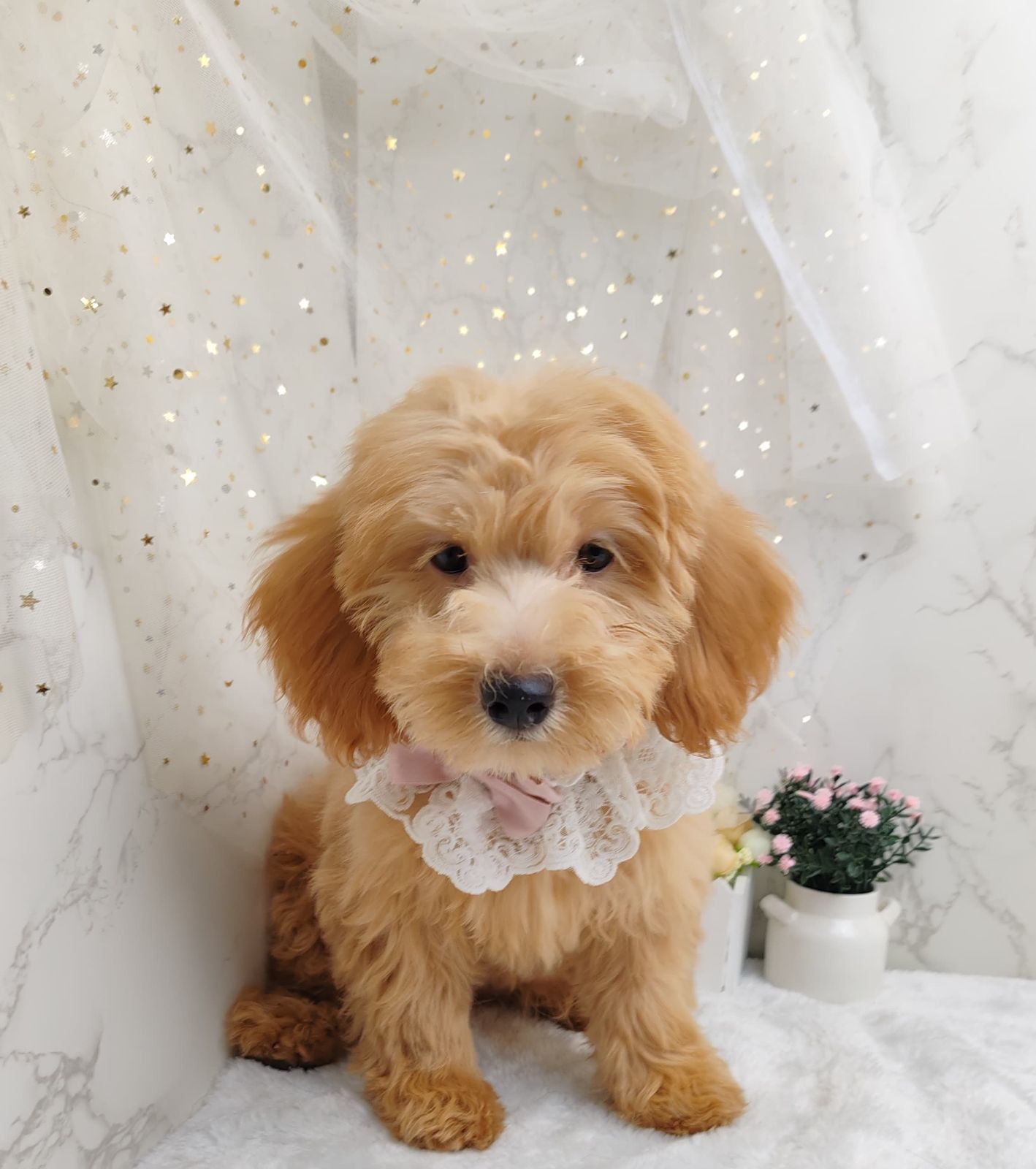 Poodle 娉拌开璐靛