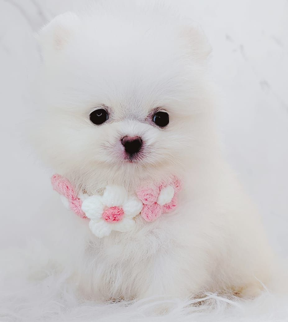 Pomeranian 博美