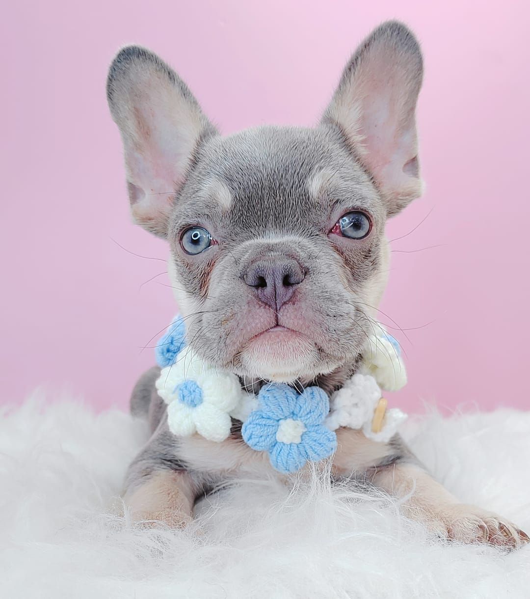 French Bulldog 法斗